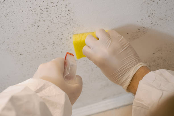 Reliable Oakland, IA Mold Removal Solutions