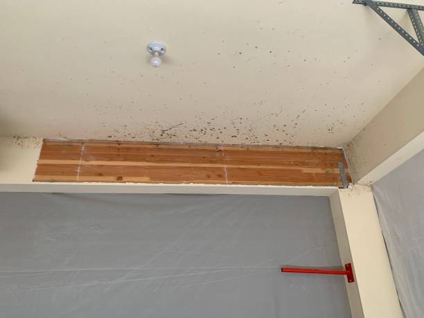 Best Emergency Mold Remediation  in Oakland, IA