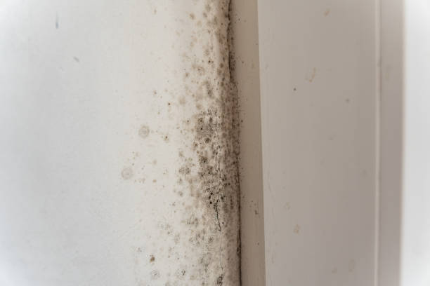 Best Mold Damage Restoration  in Oakland, IA